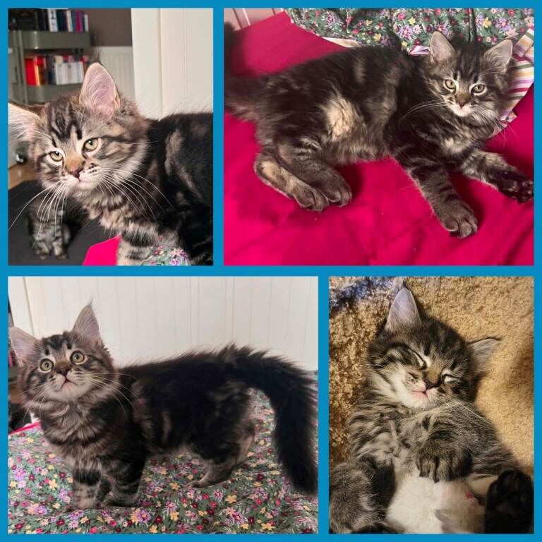 Beautiful Ragcoon kittens - Ragdoll/Maine Coon mix - Image 4 of 5