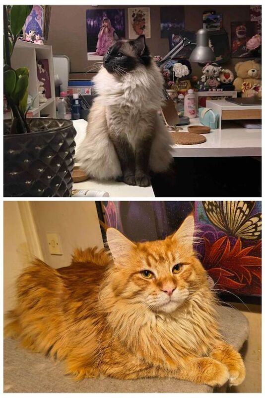 Beautiful Ragcoon kittens - Ragdoll/Maine Coon mix - Image 5 of 5