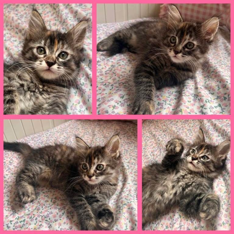Beautiful Ragcoon kittens - Ragdoll/Maine Coon mix