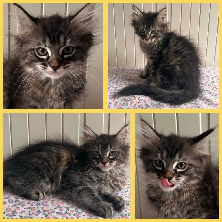 Beautiful Ragcoon kittens - Ragdoll/Maine Coon mix - Image 2 of 5