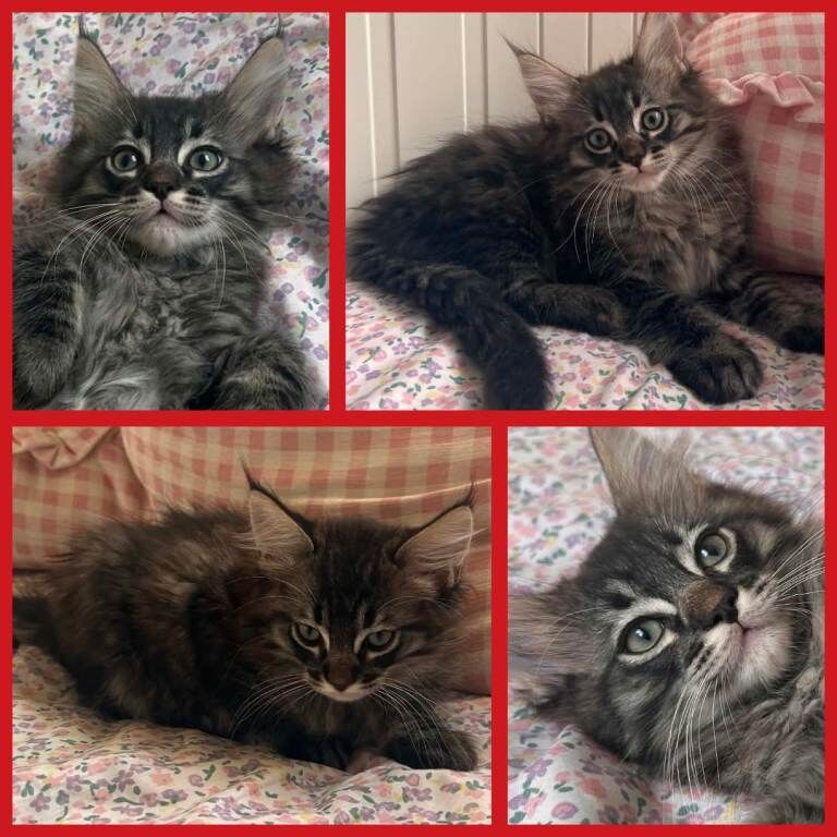 Beautiful Ragcoon kittens - Ragdoll/Maine Coon mix - Image 3 of 5