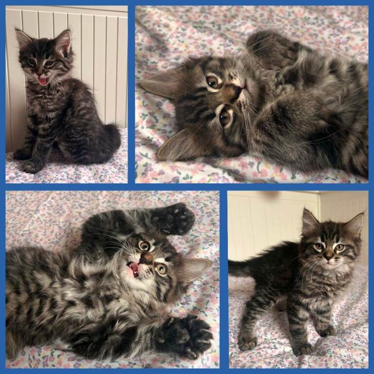 Beautiful Ragcoon kittens - Ragdoll/Maine Coon mix - Image 4 of 5