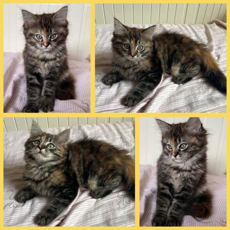 Beautiful Ragcoon kittens - Ragdoll/Maine Coon mix
