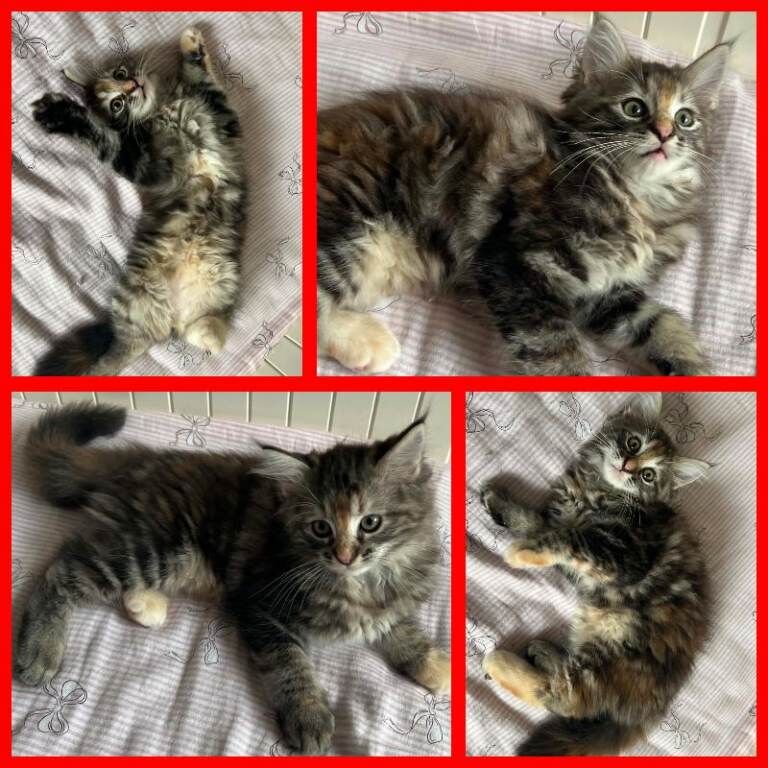 Beautiful Ragcoon kittens - Ragdoll/Maine Coon mix - Image 2 of 5