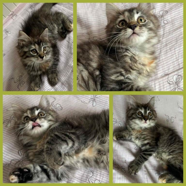 Beautiful Ragcoon kittens - Ragdoll/Maine Coon mix - Image 3 of 5