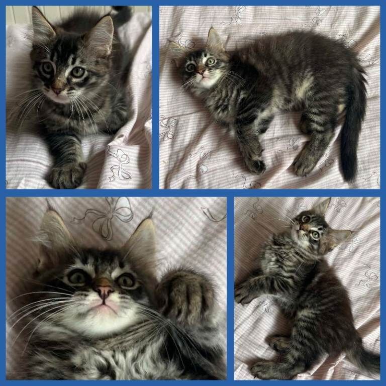 Beautiful Ragcoon kittens - Ragdoll/Maine Coon mix - Image 4 of 5
