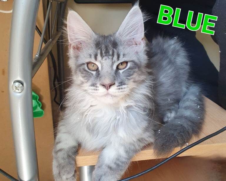 Beautiful TICA Registered Kittens