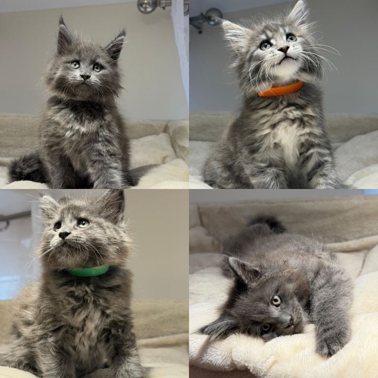 Beautiful TICA Registered Maine Coon Kittens Available