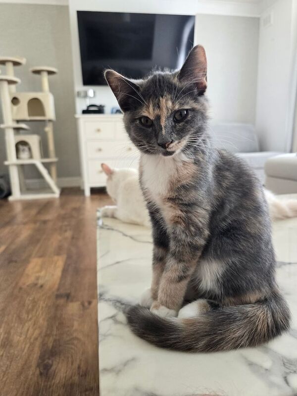 Maine Coon kittens for sale in Shepherd's Bush, Greater London – 10 weeks old