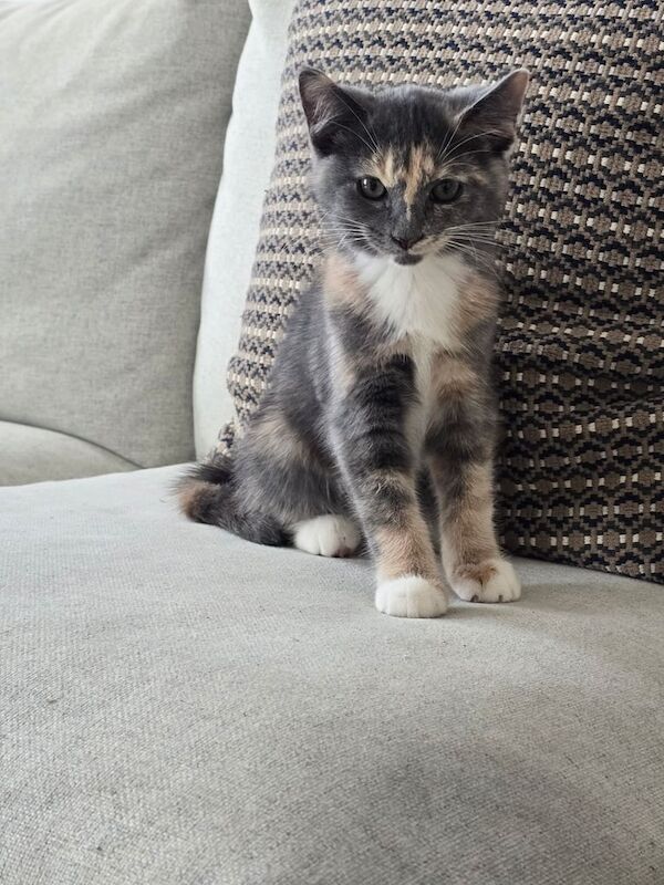 Maine Coon kittens for sale in Shepherd's Bush, Greater London – 10 weeks old - Image 2 of 3
