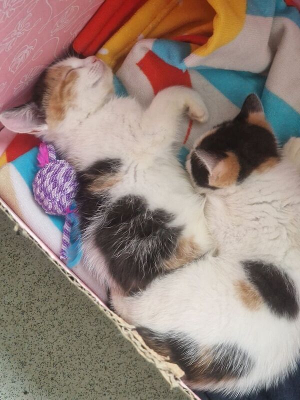 Beautifully marked calico kittens for sale in Croydon, Greater London