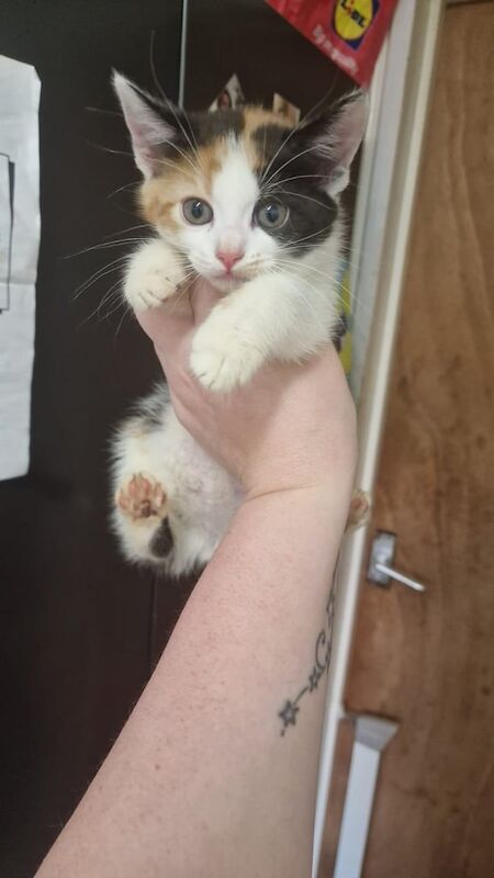 Beautifully marked calico kittens for sale in Croydon, Greater London | Image 2