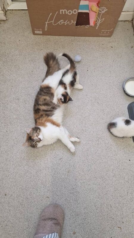 Beautifully marked calico kittens for sale in Croydon, Greater London | Image 3