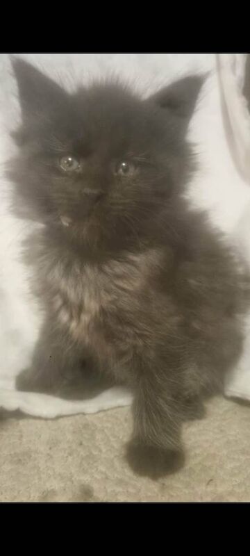 Maine Coon kittens for sale in Aberystwyth, Dyfed – 7 weeks old - Image 2 of 3