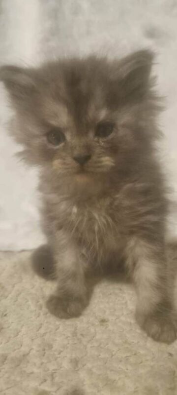 Maine Coon kittens for sale in Aberystwyth, Dyfed – 7 weeks old - Image 3 of 3