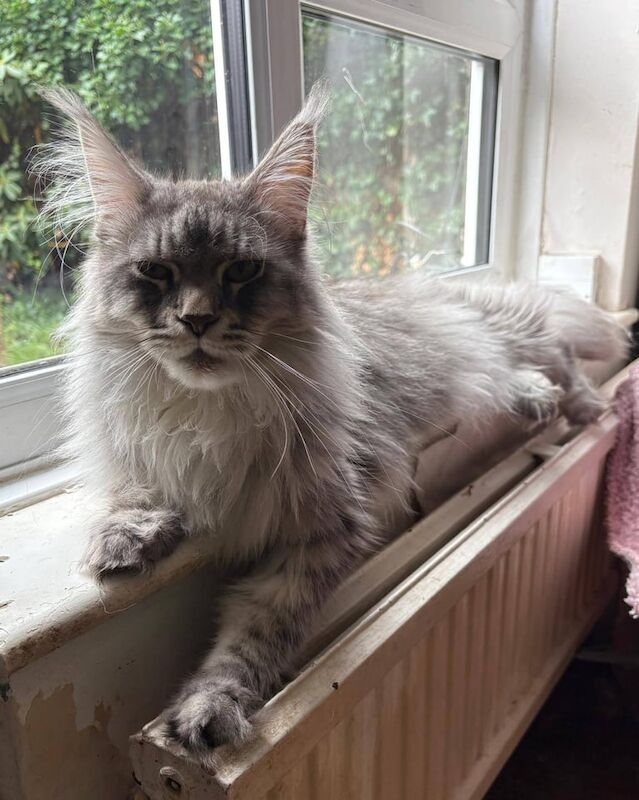 Maine Coon kittens for sale in Richmond, Greater London – 2 years old