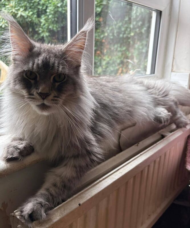 Maine Coon kittens for sale in Richmond, Greater London – 2 years old - Image 2 of 3
