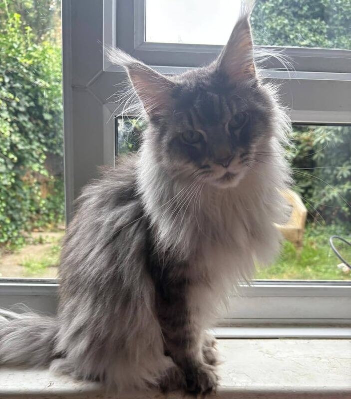 Maine Coon kittens for sale in Richmond, Greater London – 2 years old - Image 3 of 3