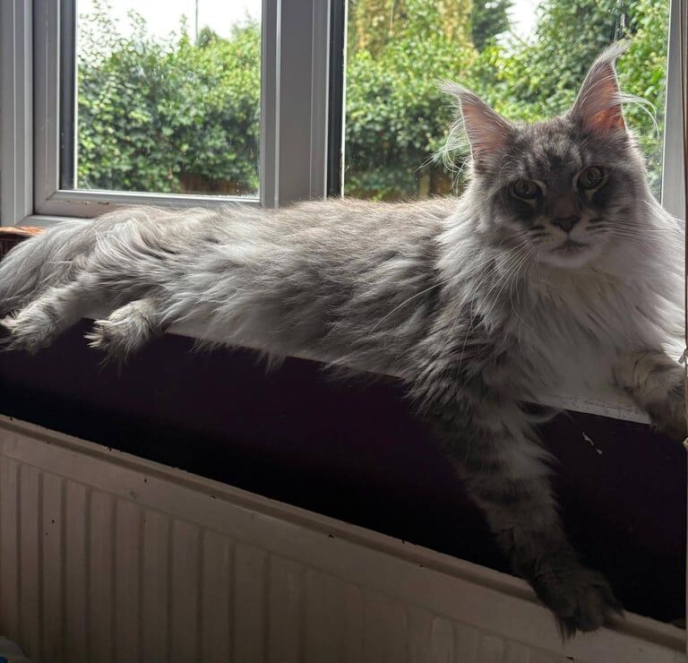 Maine Coon kittens for sale in Richmond, Greater London – 2 years old - Image 2 of 3