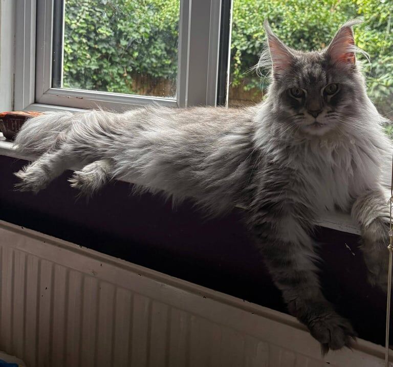 Maine Coon kittens for sale in Richmond, Greater London – 2 years old - Image 3 of 3
