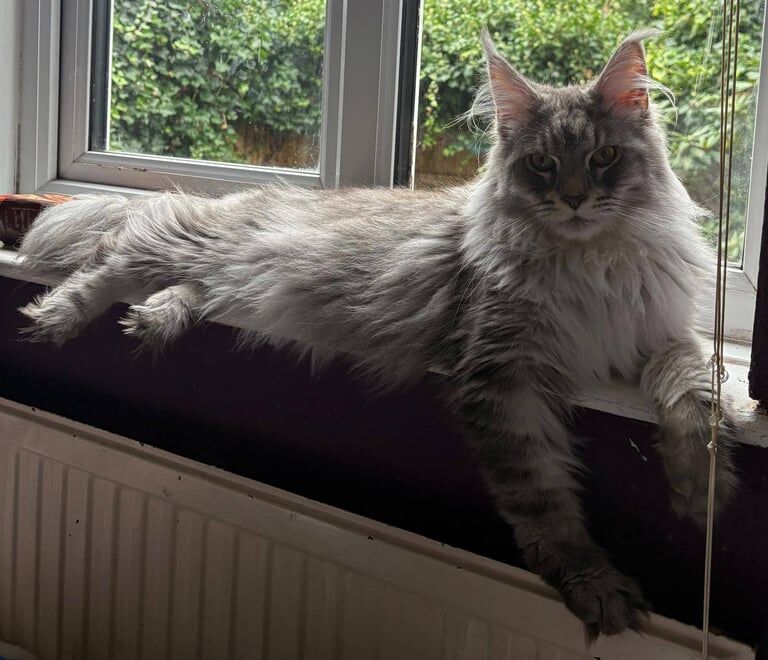 Maine Coon kittens for sale in Richmond, Greater London – 2 years old - Image 3 of 3