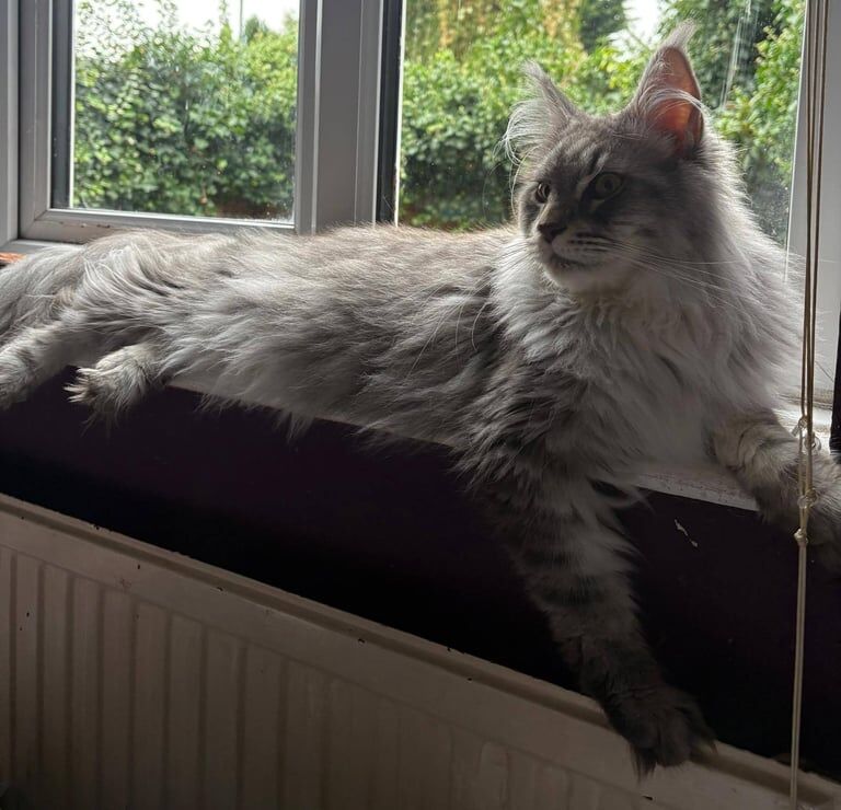 Maine Coon kittens for sale in Richmond, Greater London – 2 years old