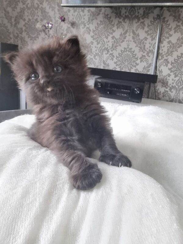 Black Beauty Kitten Mainecoon
