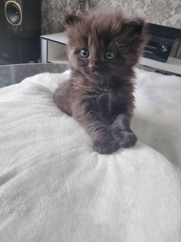 Black Beauty Kitten Mainecoon - Image 2 of 3