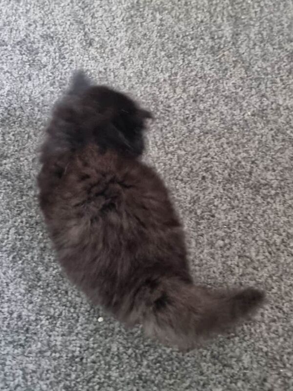 Black Beauty Kitten Mainecoon - Image 3 of 3