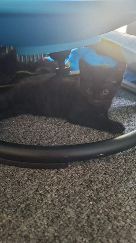 Black kittens