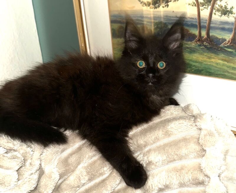 TICA Registered Maine Coon Kittens For Sale