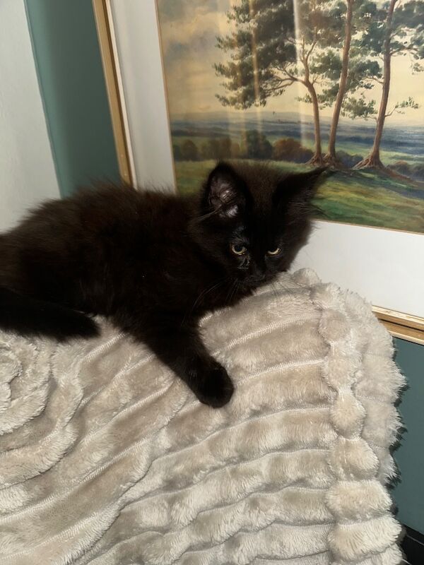 Maine Coon kittens for sale in CA8 1DB – 3 months old - Image 3 of 3