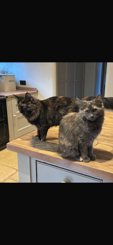 Black multi coloured 7 myo Maine coon
