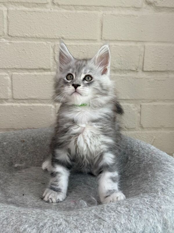 Black silver tabbies TICA Maine Coon kittens