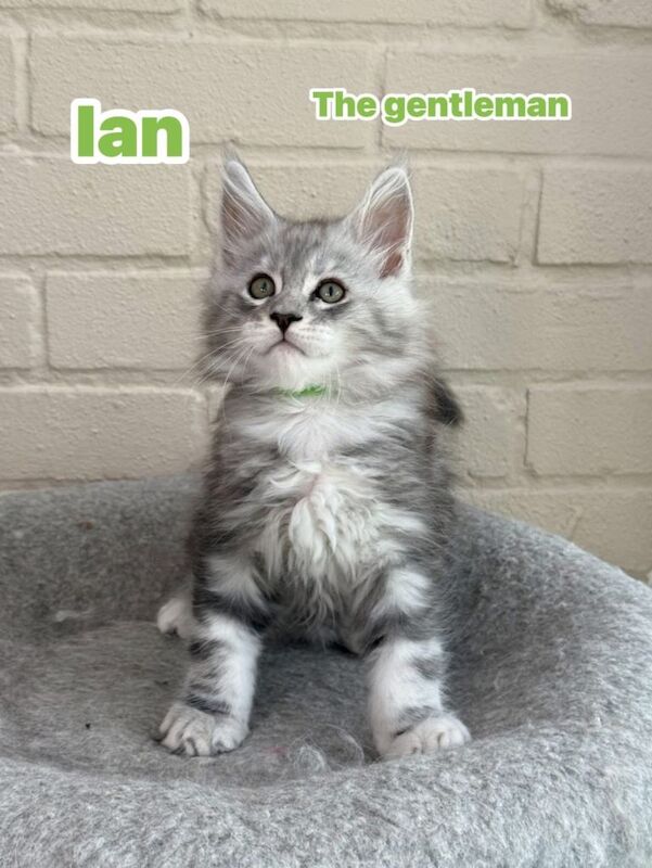 Black silver tabbies TICA Maine Coon kittens - Image 2 of 5