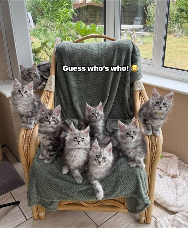 Black silver tabbies TICA Maine Coon kittens - Image 3 of 5