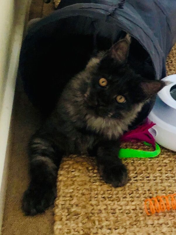 Maine Coon kittens for sale in Sidmouth Devon – 8 months old