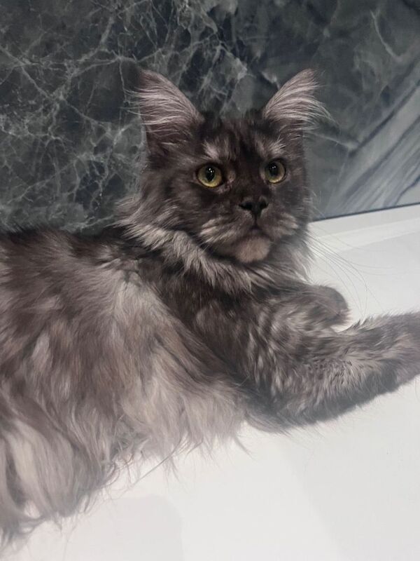 Black smoke female Maine coon