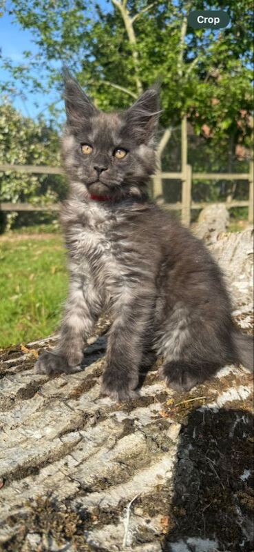 Black smoke maine coon kitten 14 weeks old for sale in Ipswich, Suffolk - Image 1