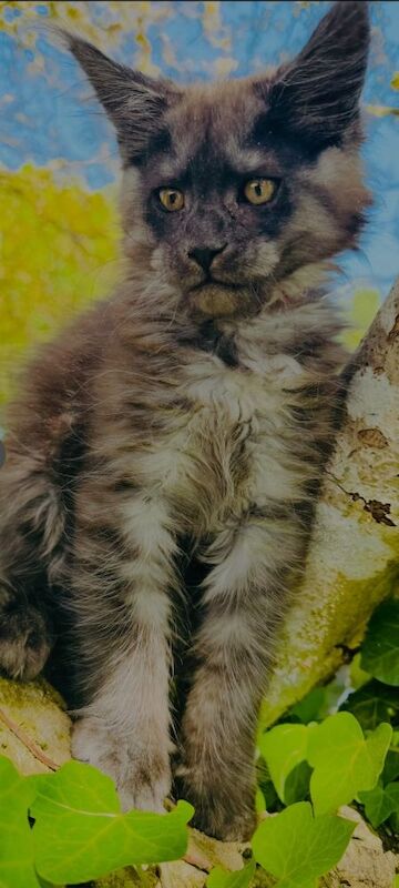 Black smoke maine coon kitten 14 weeks old for sale in Ipswich, Suffolk - Image 2