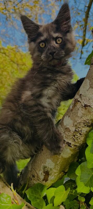 Black smoke maine coon kitten 14 weeks old for sale in Ipswich, Suffolk - Image 3