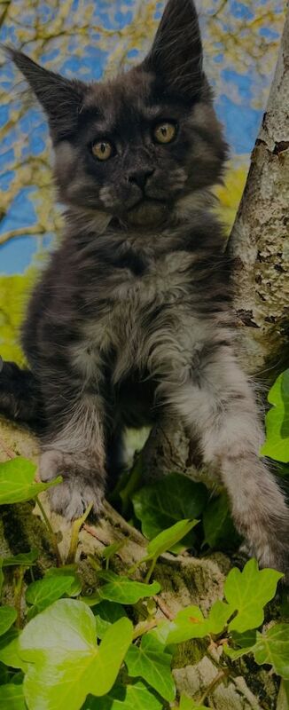 Black smoke maine coon kitten 14 weeks old for sale in Ipswich, Suffolk - Image 4