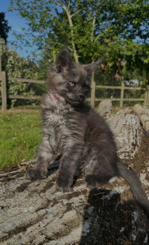 Black smoke maine coon kitten 14 weeks old for sale in Ipswich, Suffolk - Image 5
