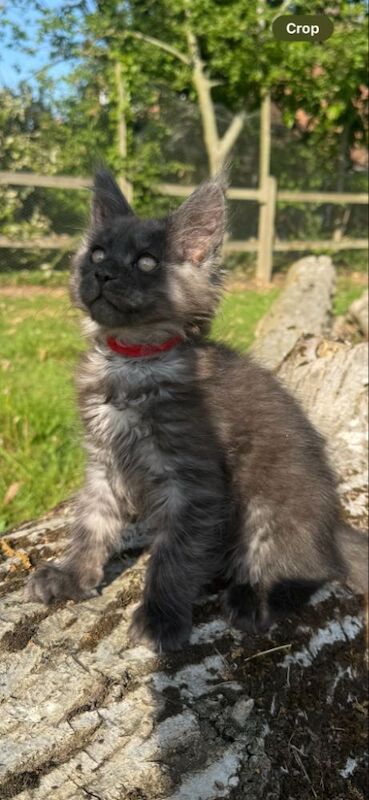 Black smoke maine coon kitten 14 weeks old for sale in Ipswich, Suffolk - Image 6