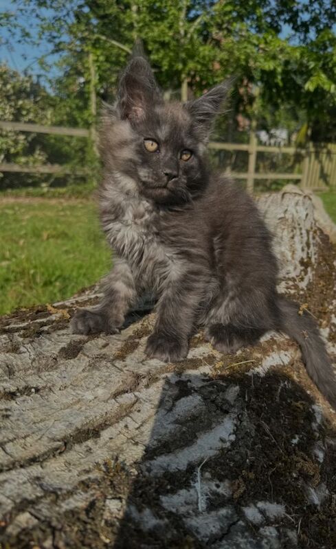 Black smoke maine coon kitten 14 weeks old for sale in Ipswich, Suffolk - Image 7