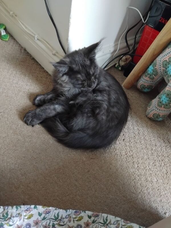 Black smoke maine coon kitten 14 weeks old for sale in Ipswich, Suffolk - Image 9
