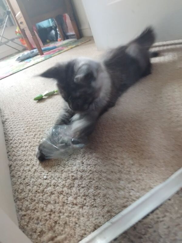Black smoke maine coon kitten 14 weeks old for sale in Ipswich, Suffolk - Image 11