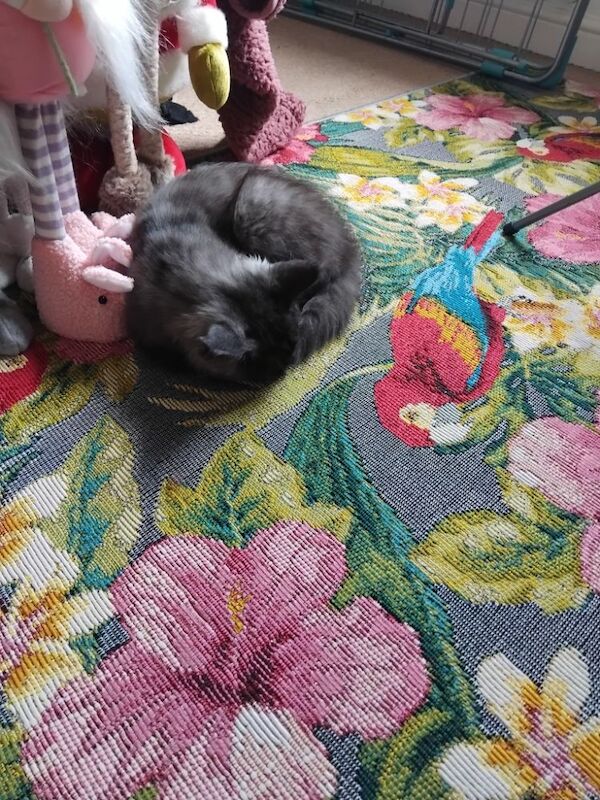 Black smoke maine coon kitten 14 weeks old for sale in Ipswich, Suffolk - Image 12
