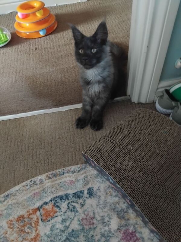 Black smoke maine coon kitten 14 weeks old for sale in Ipswich, Suffolk - Image 13