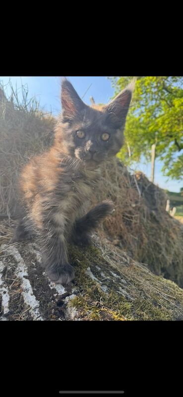 Black smoke maine coon kitten 14 weeks old for sale in Ipswich, Suffolk - Image 14